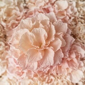 Nawozy do rozmnażania hortensji bukietowej