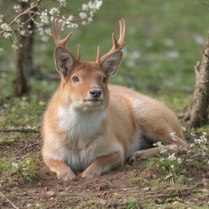 Wiosenna reprodukcja u zwierząt